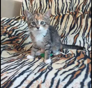 котята в дар