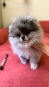 Шпиц девочка