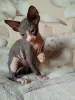 Сфинксики
