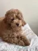 Собаки