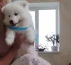Щенок самоедская лайка