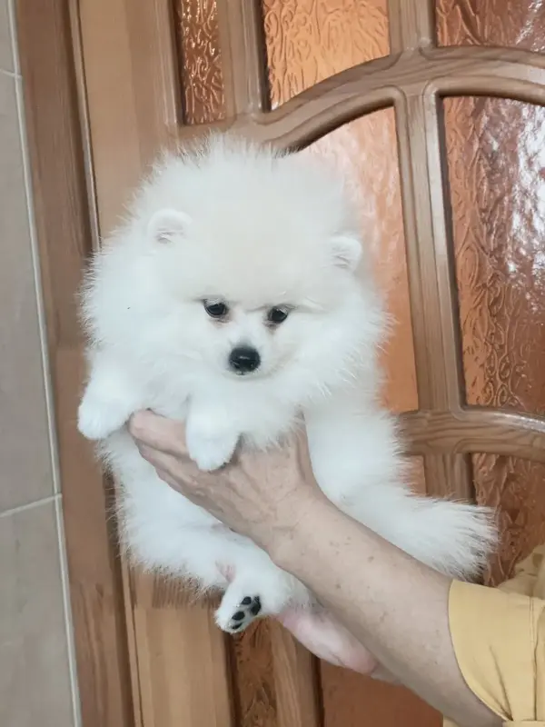 Мальчик белого померанского шпица