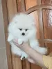 Мальчик белого померанского шпица