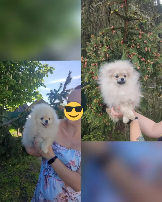 Померанский шпиц щенки мини мишка