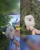 Померанский шпиц щенки мини мишка