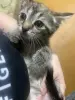 Котята в дар