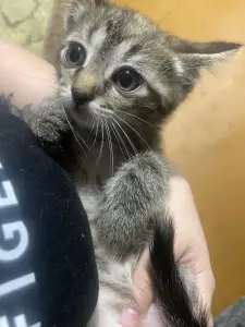 Котята в дар