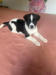 бордер колли короткошёрстный девочка