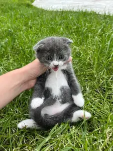 Шотландские вислоухие котята