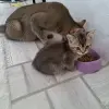 Котята