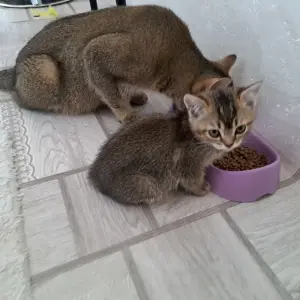 Котята