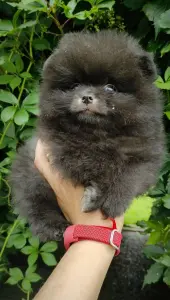 Померанский шпиц, щенки. Мини мишки