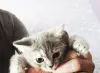 Котята Скоттиш-страйт