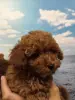 Щенки Той-пудель