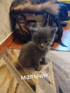 Котята
