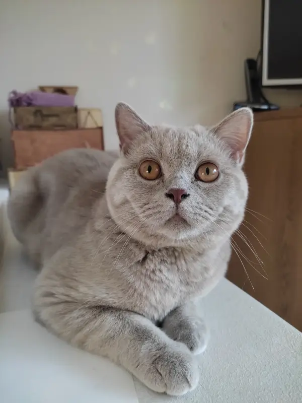 Британский кот