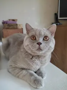 Британский котенок