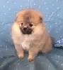 померанский шпиц