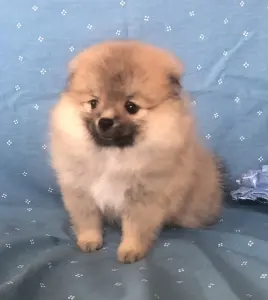 померанский шпиц