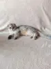 Шотландские чистокровные котята