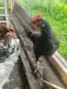 Продам молодых петухов