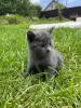 Шотландские вислоухие котята