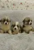Щенки Вельш корги пемброк