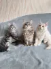 Котята Мейн-Кун