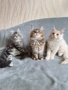 Котята Мейн-Кун