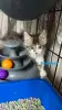 Котенок