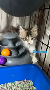 Котенок