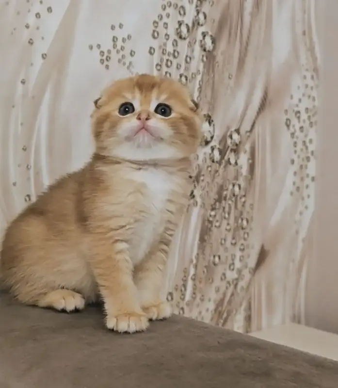 Шотландский вислоухий мальчик