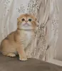 Шотландский вислоухий мальчик