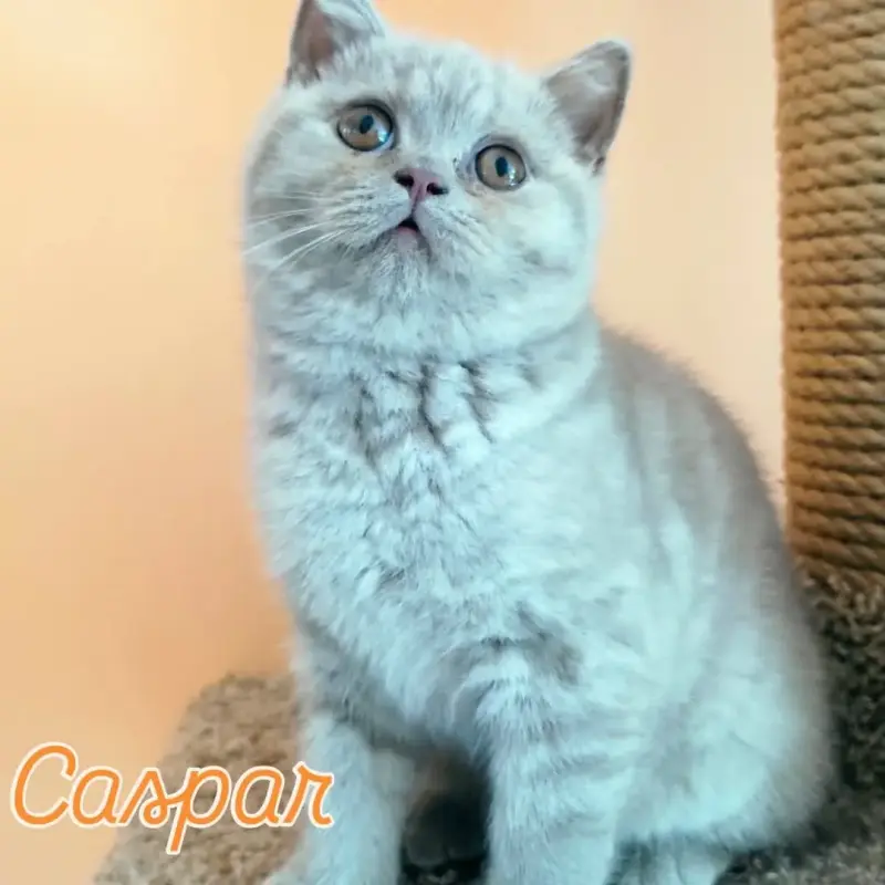 Британский котенок