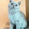 Британский котенок