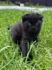 Шотландские вислоухие котята