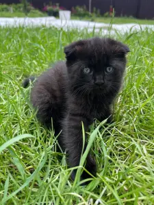 Шотландские вислоухие котята