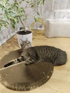 Кошка Рысья в добрые руки срочно