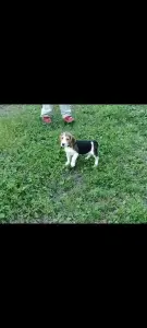 Щенки бигль