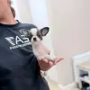 Чихуахуа мальчик
