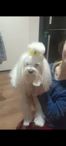 щенки мальтийской болонки