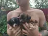 Щенята красавчики ребята чихуахуа