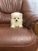 Мальчик белого померанского шпица
