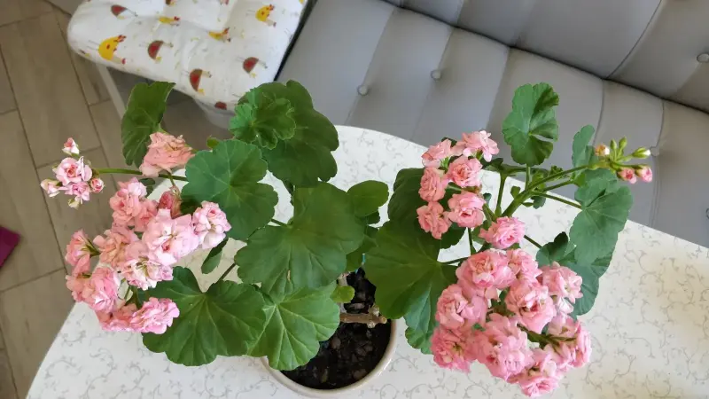 Розебудная цветущая герань Antique Rose