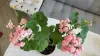 Розебудная цветущая герань Antique Rose