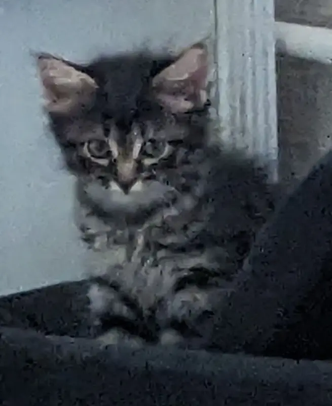 котята