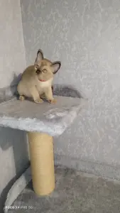 Европейская Бурма котята