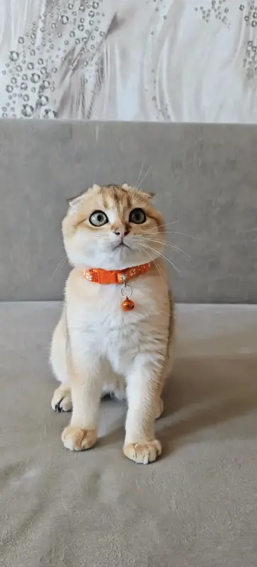 Шотландский вислоухий мальчик