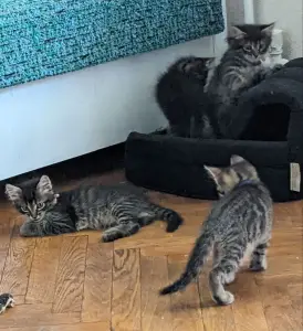 котята
