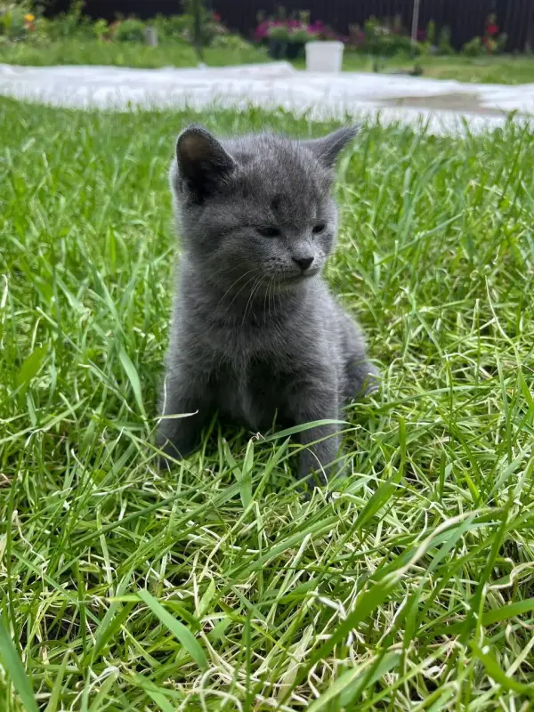 Шотландские вислоухие котята